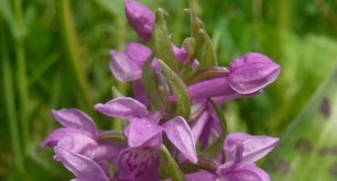 Kukułka szerokolistna